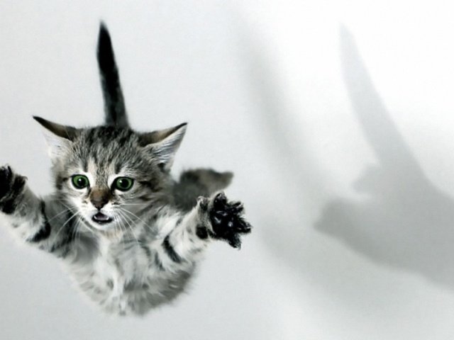 Обои лапы, кошка, котенок, прыжок, тень, paws, cat, kitty, jump, shadow разрешение 1920x1080 Загрузить