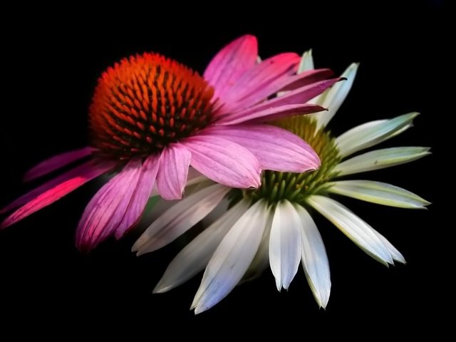 Обои цветы, лепестки, черный фон, эхинацея, flowers, petals, black background, echinacea разрешение 1920x1080 Загрузить