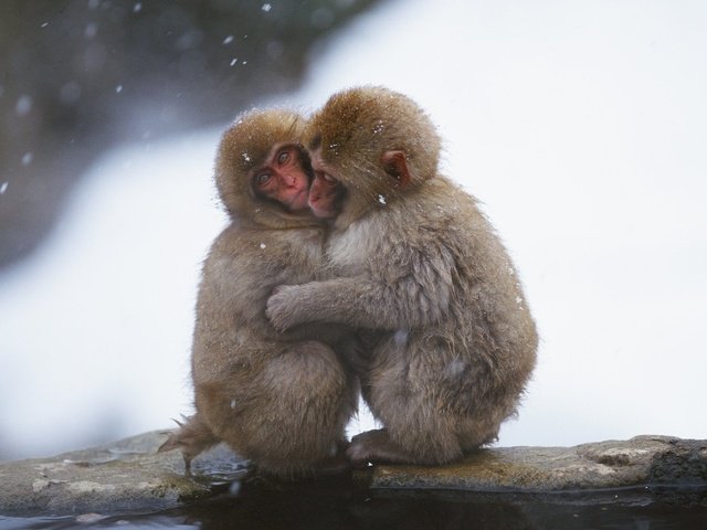 Обои обезьянки, monkeys разрешение 1920x1200 Загрузить