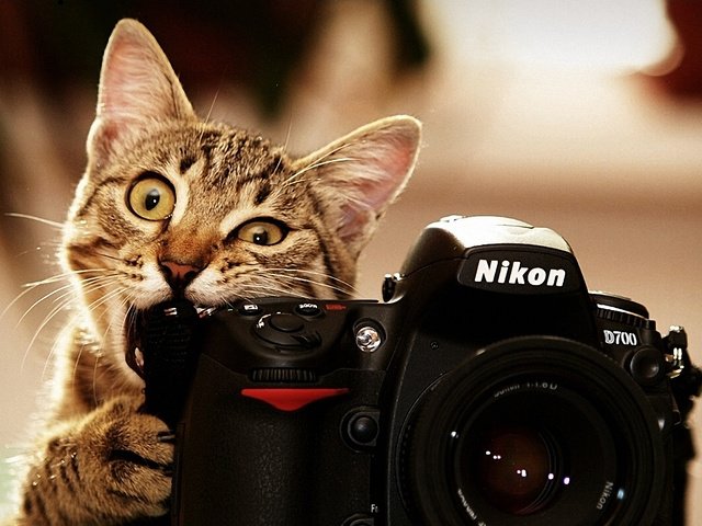 Обои усы, кошка, взгляд, фотограф, как, mustache, cat, look, photographer, as разрешение 1920x1080 Загрузить