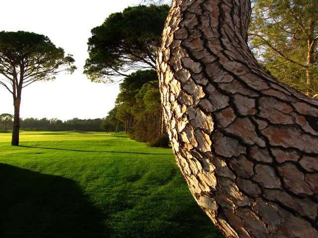 Обои трава, деревья, дерево, зелень, вид, лето, газон, ствол дерева, grass, trees, tree, greens, view, summer, lawn, the trunk of the tree разрешение 1920x1200 Загрузить