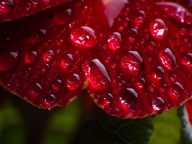 Обои цветок, роса, капли, flower, rosa, drops разрешение 1920x1200 Загрузить