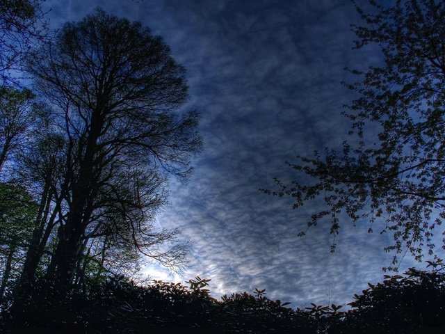 Обои небо, облака, ночь, деревья, природа, the sky, clouds, night, trees, nature разрешение 1920x1080 Загрузить