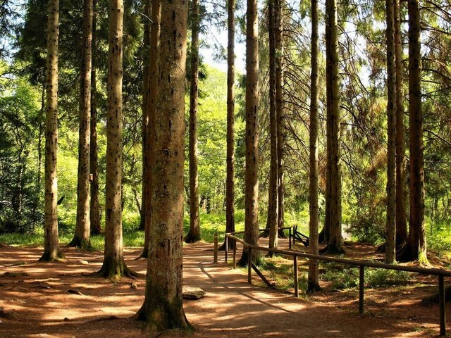 Обои деревья, лес, стволы, ограждение, сосны, тропа, trees, forest, trunks, the fence, pine, trail разрешение 1920x1080 Загрузить