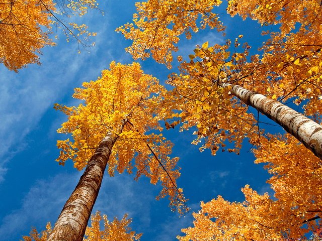 Обои небо, деревья, березы, осень, желтые листья, крона, вид снизу, the sky, trees, birch, autumn, yellow leaves, crown, bottom view разрешение 1920x1080 Загрузить