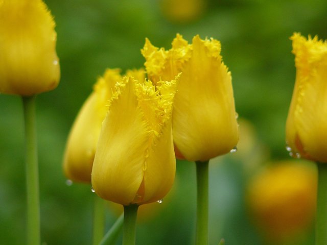 Обои цветы, тюльпаны, желтые, flowers, tulips, yellow разрешение 1920x1200 Загрузить