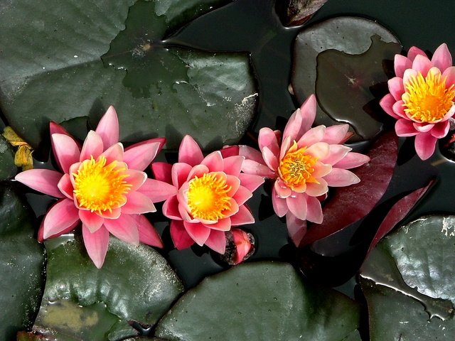 Обои кувшинка, нимфея, водяная лилия, lily, nymphaeum, water lily разрешение 1920x1200 Загрузить