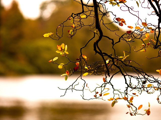 Обои ветка, природа, дерево, осень, branch, nature, tree, autumn разрешение 2560x1600 Загрузить