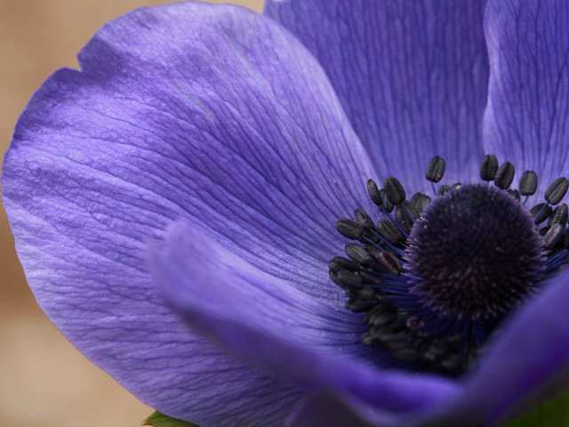 Обои цветок, фиолетовый, крупным планом, ветреница, анемон, flower, purple, closeup, anemone разрешение 1920x1200 Загрузить