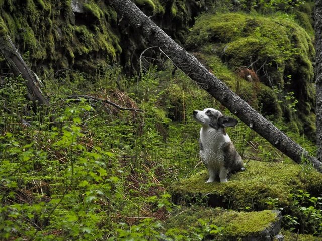 Обои природа, дерево, лес, собака, мох, собака в лесу, nature, tree, forest, dog, moss, the dog in the woods разрешение 1920x1200 Загрузить