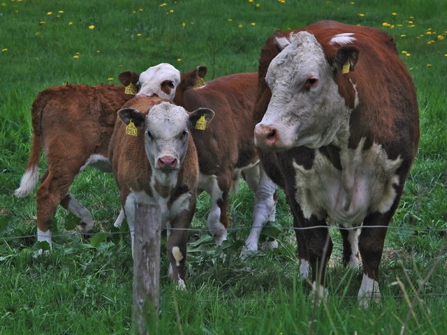 Обои трава, ограждение, одуванчики, корова, коровы, телята, grass, the fence, dandelions, cow, cows, calves разрешение 1920x1200 Загрузить