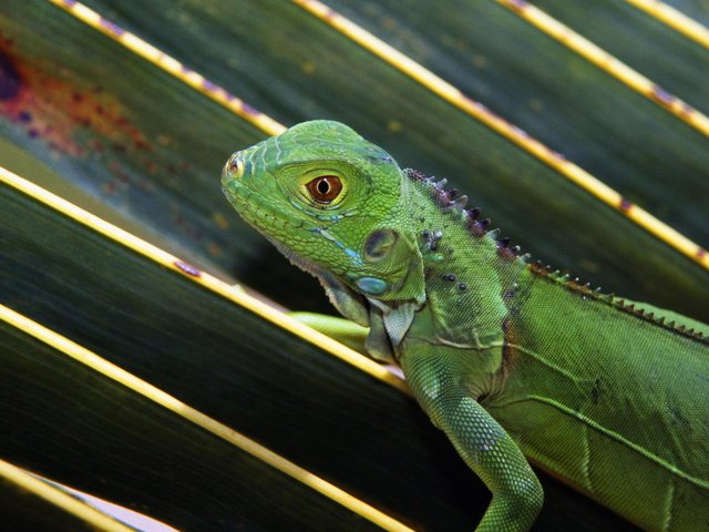 Обои природа, макро, ящерица, зеленая, ящерка, игуана, nature, macro, lizard, green, iguana разрешение 1920x1200 Загрузить