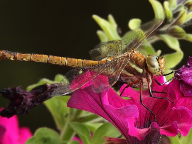 Обои цветы, макро, насекомое, стрекоза, красивая стрекоза, flowers, macro, insect, dragonfly, beautiful dragonfly разрешение 1920x1200 Загрузить