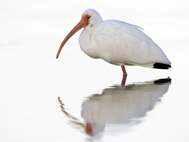 Обои отражение, белый, птица, клюв, птица в воде, ибис, reflection, white, bird, beak, the bird in the water, ibis разрешение 1920x1200 Загрузить