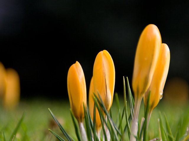 Обои цветы, капли, весна, желтые, крокусы, желтый первоцвет, flowers, drops, spring, yellow, crocuses, yellow primrose разрешение 1920x1280 Загрузить