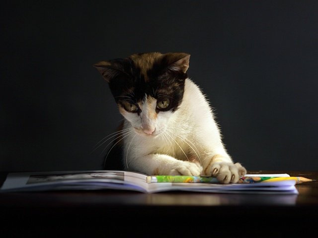 Обои мордочка, кошка, черный фон, книга, лапки, киса, умная, muzzle, cat, black background, book, legs, kitty, smart разрешение 1920x1200 Загрузить