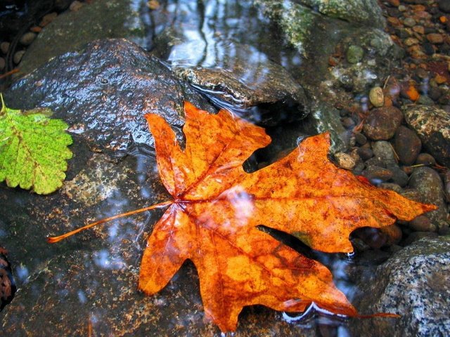 Обои вода, камни, листья, осень, лист, клен, мокрый, water, stones, leaves, autumn, sheet, maple, wet разрешение 1920x1200 Загрузить