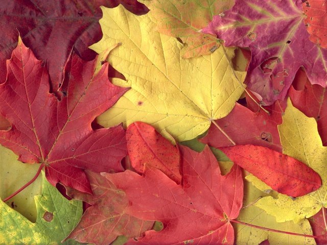 Обои листья, разноцветные, осень, клен, листопад, leaves, colorful, autumn, maple, falling leaves разрешение 1920x1200 Загрузить