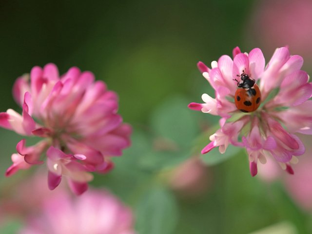 Обои клевер, насекомое, божья коровка, розовый, clover, insect, ladybug, pink разрешение 1920x1200 Загрузить