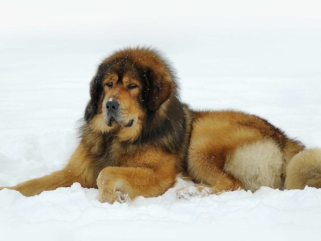 Обои снег, тибетский мастиф, snow, tibetan mastiff разрешение 1920x1200 Загрузить