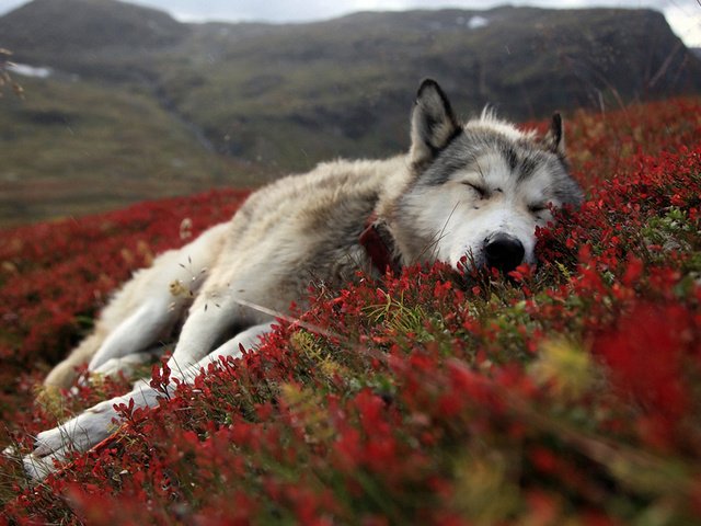 Обои цветы, природа, сон, собака, лежит, весна, хаски, flowers, nature, sleep, dog, lies, spring, husky разрешение 1920x1200 Загрузить