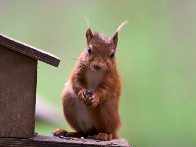 Обои рыжая, белочка, red, squirrel разрешение 1920x1200 Загрузить