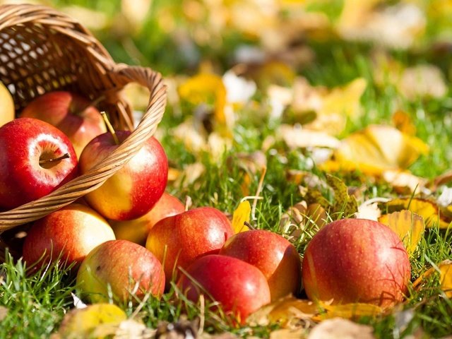 Обои трава, листья, фрукты, яблоки, осень, корзина, grass, leaves, fruit, apples, autumn, basket разрешение 1920x1200 Загрузить