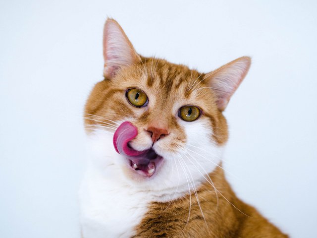 Обои язык, рыжий кот, language, red cat разрешение 2048x1356 Загрузить