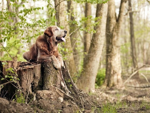 Обои трава, дерево, лес, собака, язык, пень, grass, tree, forest, dog, language, stump разрешение 1920x1200 Загрузить