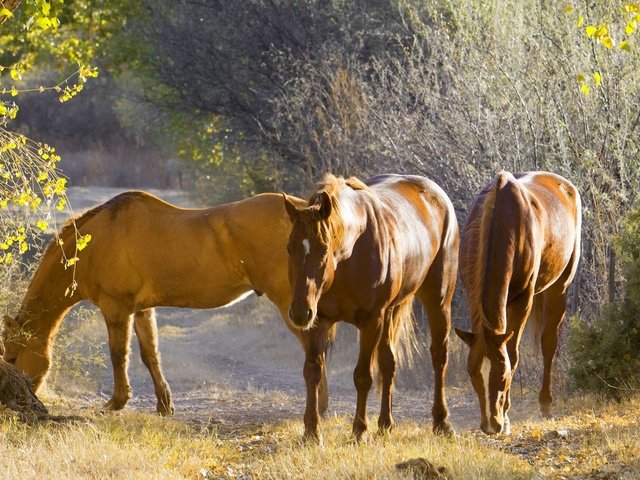 Обои природа, осень, лошади, конь, nature, autumn, horse разрешение 1920x1200 Загрузить