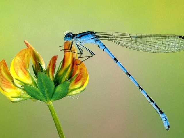 Обои цветок, крылья, насекомые, стрекоза, макро картинка, крупным планом, flower, wings, insects, dragonfly, macro picture, closeup разрешение 1920x1200 Загрузить