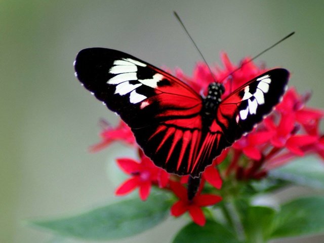 Обои цветок, бабочка, flower, butterfly разрешение 1920x1200 Загрузить