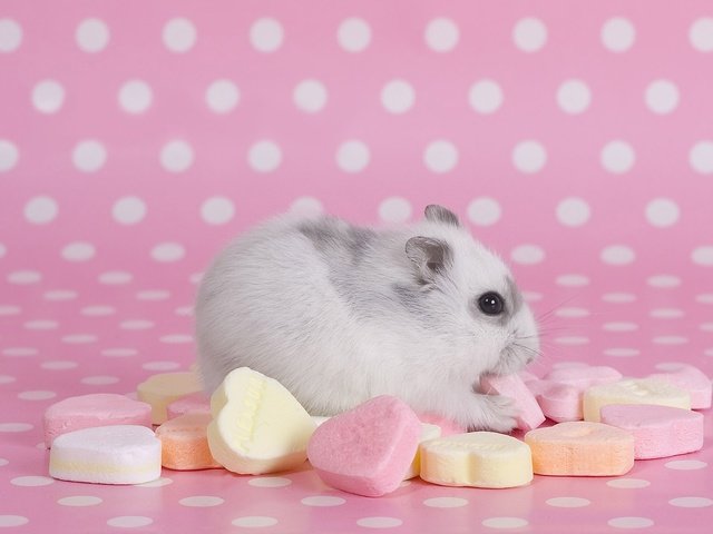 Обои хомяк, мышка, конфетки, грызун, хомячок, hamster, mouse, candy, rodent разрешение 1920x1200 Загрузить