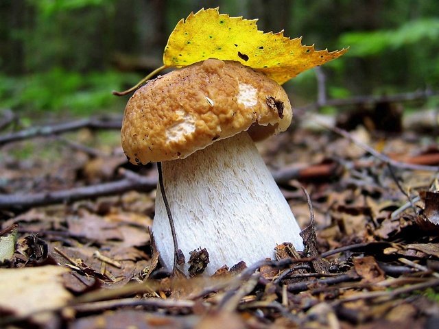 Обои лес, осень, лист, гриб, грибок, белый гриб, боровик, forest, autumn, sheet, mushroom, fungus, white mushroom, borovik разрешение 1920x1200 Загрузить