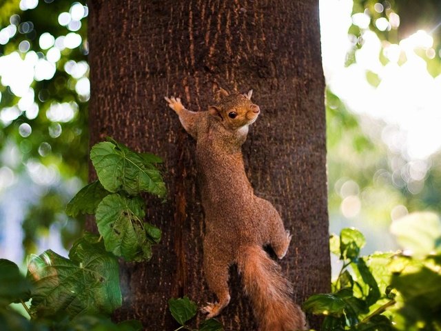 Обои дерево, листья, животное, ствол, белка, зверек, белочка, грызун, tree, leaves, animal, trunk, protein, squirrel, rodent разрешение 1920x1200 Загрузить