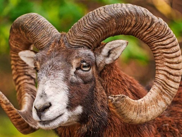 Обои животное, рога, снежный, баран, bighorn sheep, муфлон, горный баран, animal, horns, snow, ram, mouflon разрешение 1920x1200 Загрузить