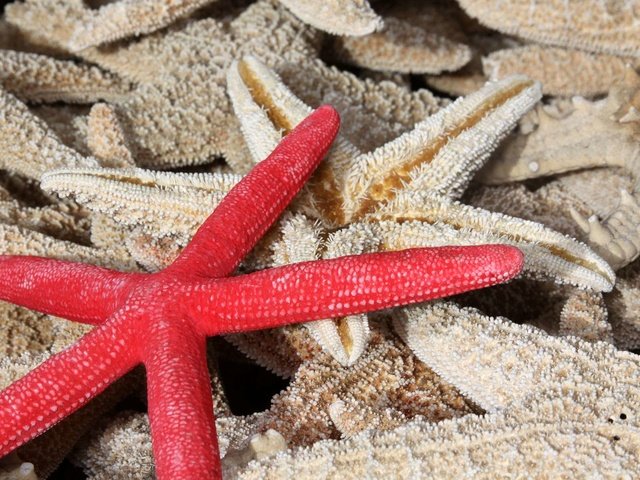 Обои макро, морская звезда, star fish, морские звезды, macro, starfish разрешение 1920x1200 Загрузить