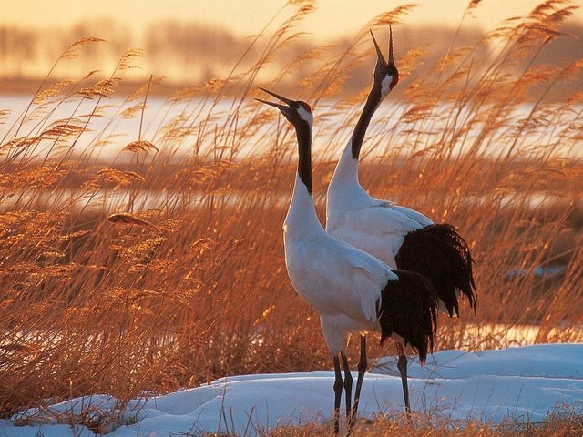 Обои снег, птицы, журавли, сухая трава, snow, birds, cranes, dry grass разрешение 1920x1200 Загрузить