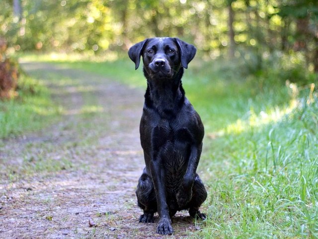 Обои дорога, лес, взгляд, собака, друг, черная, road, forest, look, dog, each, black разрешение 1920x1200 Загрузить