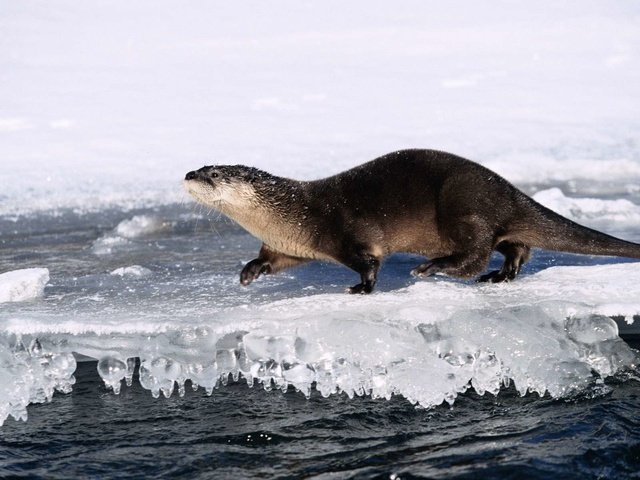 Обои вода, природа, лёд, животное, выдра, water, nature, ice, animal, otter разрешение 1920x1200 Загрузить