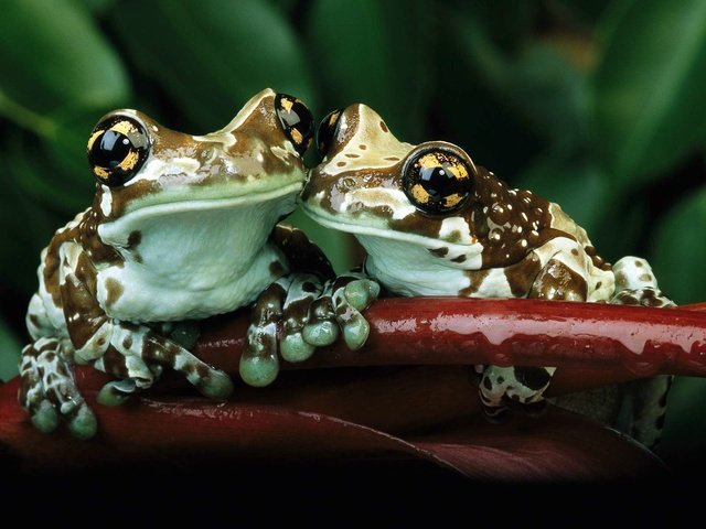 Обои животные, любовь, лягушки, земноводные, бесхвостые, animals, love, frogs, amphibians, tailless разрешение 1920x1200 Загрузить