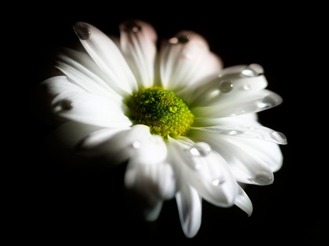 Обои макро, цветок, капли, лепестки, ромашка, черный фон, macro, flower, drops, petals, daisy, black background разрешение 1920x1200 Загрузить