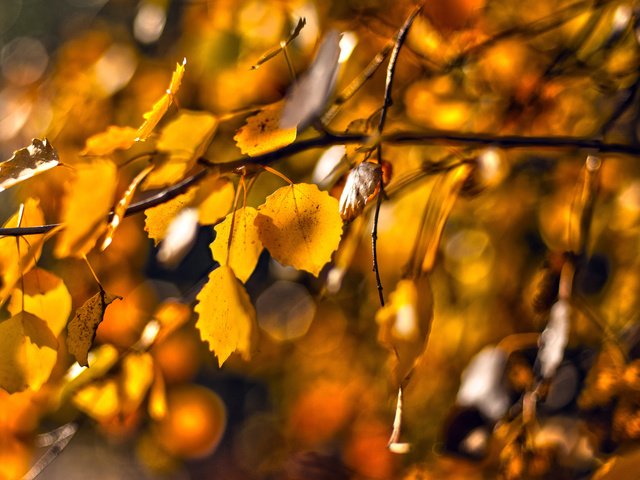 Обои природа, листья, макро, ветки, осень, nature, leaves, macro, branches, autumn разрешение 2560x1600 Загрузить