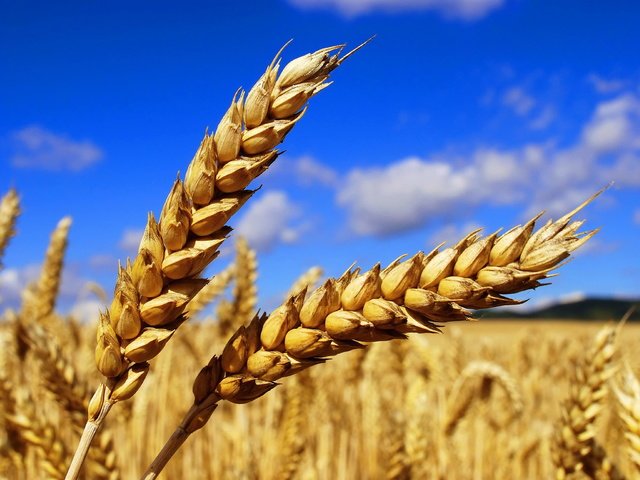 Обои небо, облака, природа, макро, поле, колосья, пшеница, the sky, clouds, nature, macro, field, ears, wheat разрешение 3872x2592 Загрузить