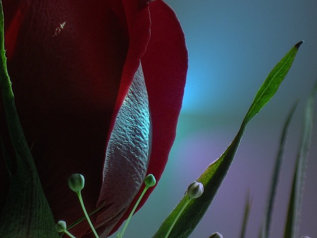 Обои цветок, роза, красная, витраж, flower, rose, red, stained glass разрешение 1920x1080 Загрузить