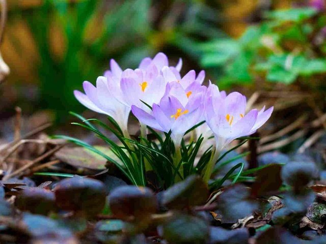 Обои листья, макро, весна, крокусы, первоцветы, leaves, macro, spring, crocuses, primroses разрешение 1920x1080 Загрузить