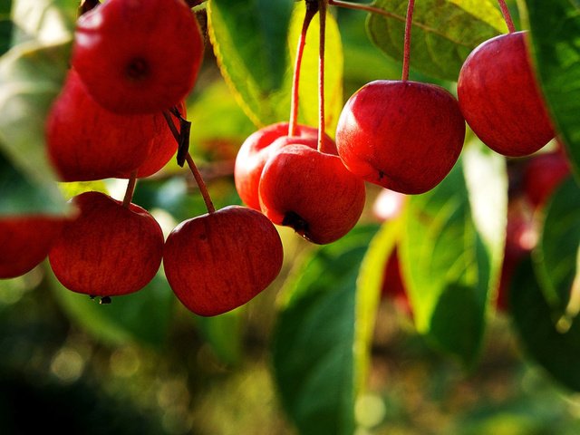 Обои ветка, листья, фрукты, яблоки, плоды, яблоня, branch, leaves, fruit, apples, apple разрешение 2560x1600 Загрузить