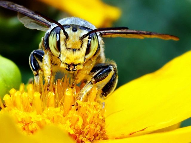 Обои желтый, макро, цветок, насекомые, пчела, yellow, macro, flower, insects, bee разрешение 1920x1200 Загрузить