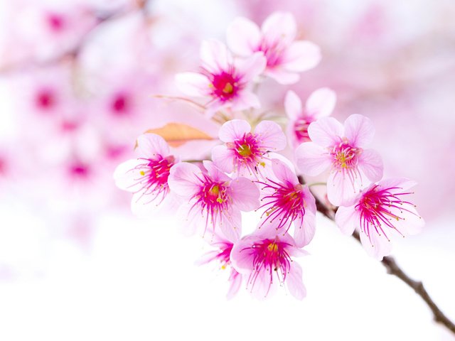 Обои ветка, цветение, весна, вишня, сакура, розовый цветок, branch, flowering, spring, cherry, sakura, pink flower разрешение 8130x5420 Загрузить