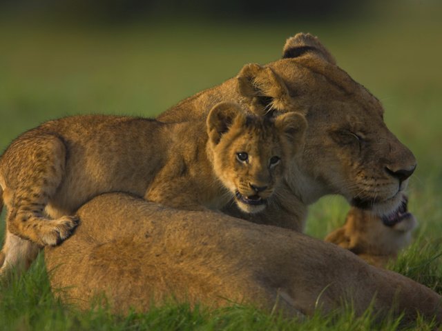 Обои семья, львица, львёнок, прайд, family, lioness, lion, pride разрешение 2560x1600 Загрузить